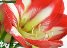 hippeastrum Stargazer ® (3)